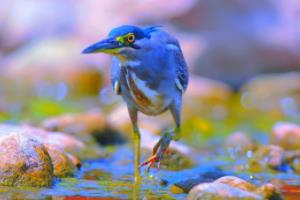 法甲联赛停播了吗？最新消息来了！法甲联赛停播了吗