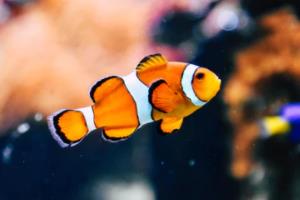 法甲联赛宣传bgm，如何通过音乐提升联赛形象与商业价值法甲联赛宣传bgm